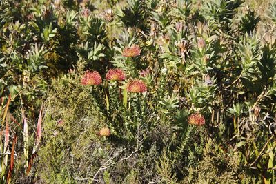Leucospermum cordifolium, photographed by Tony Rebelo