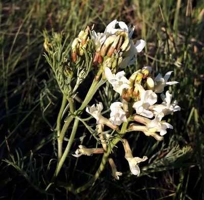 Astragalus pectinatus, photographed by Peter L Achuff