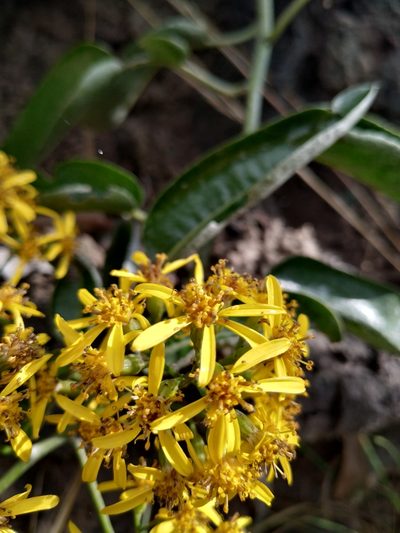 Pentacalia americana, photographed by Andrés Ramírez-Barrera