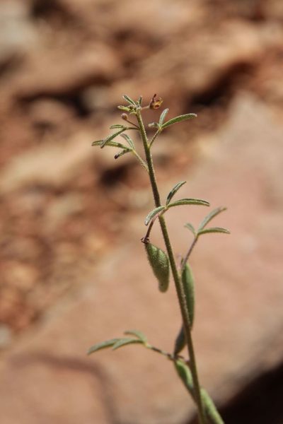 Cleome amblyocarpa, photographed by Olivier Argagnon