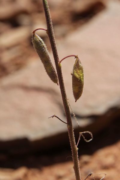 Cleome amblyocarpa, photographed by Olivier Argagnon