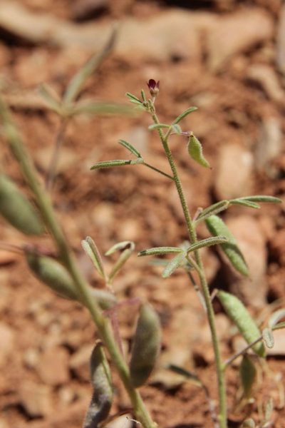 Cleome amblyocarpa, photographed by Olivier Argagnon