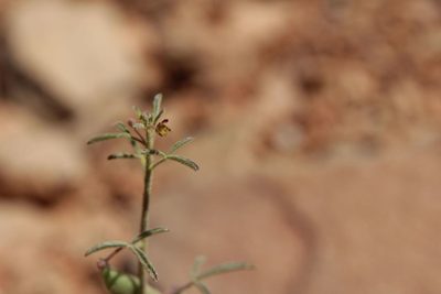Cleome amblyocarpa