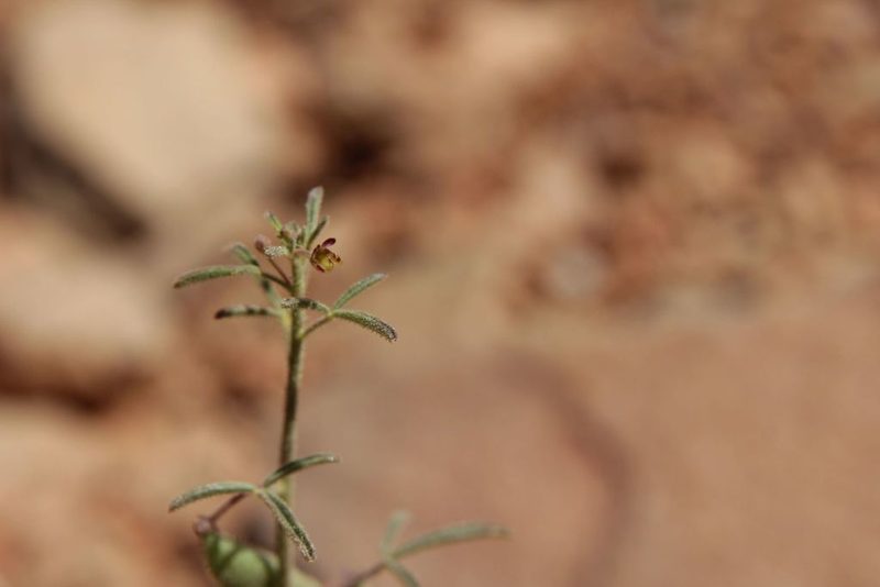 Cleome amblyocarpa, photographed by Olivier Argagnon