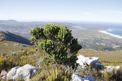 Aspalathus capitata, photographed by Tony Rebelo