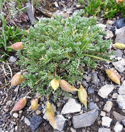 Oxytropis podocarpa, photographed by Peter L Achuff