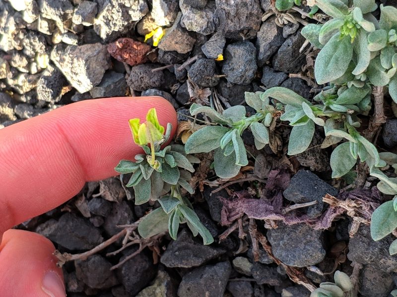 Helianthemum canariense, photographed by Denys Vynokurov