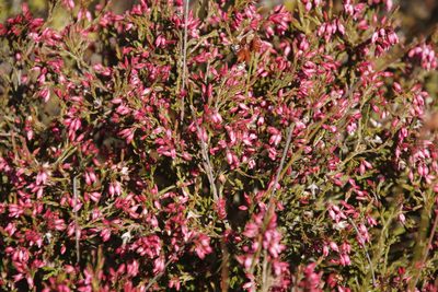 Erica equisetifolia, photographed by Tony Rebelo