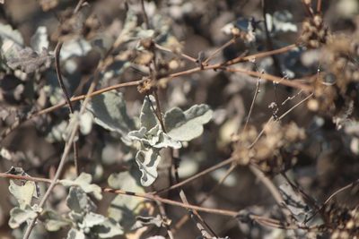 Parthenium incanum, photographed by José Belem Hernández Díaz