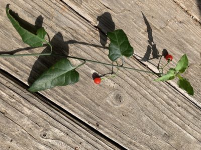 Solanum triquetrum, photographed by Nancy Masterson