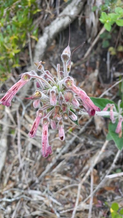 Sinningia polyantha, photographed by JG