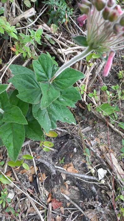 Sinningia polyantha, photographed by JG