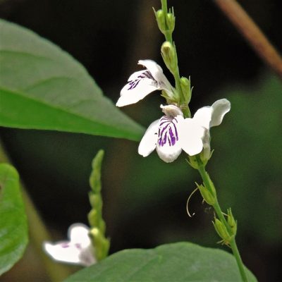 Dianthera comata, photographed by Hugo Hulsberg
