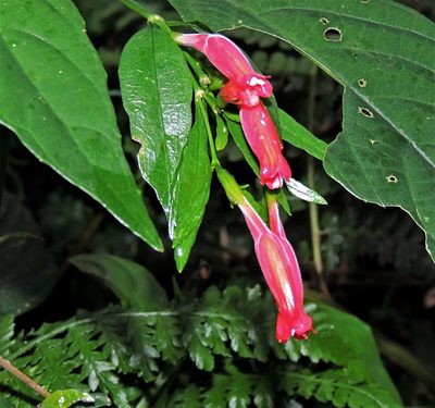 Ruellia angustiflora, photographed by Hugo Hulsberg