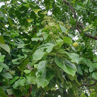 Hernandia nymphaeifolia, photographed by Shelomi Doyle