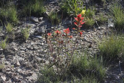 Castilleja rigida, photographed by Juan Cruzado Cortés