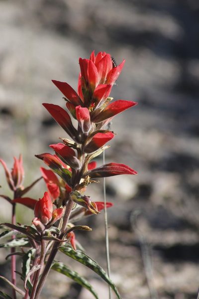 Castilleja rigida, photographed by Juan Cruzado Cortés