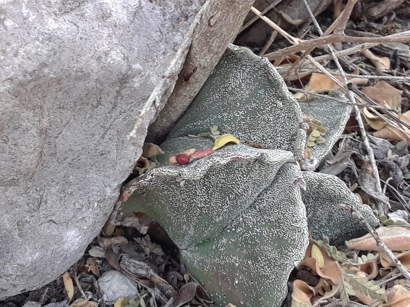 Astrophytum myriostigma, photographed by Alejandro Gómez Maya