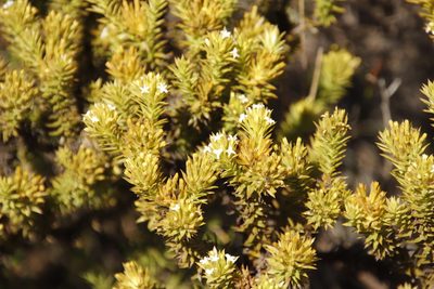Thesium viridifolium, photographed by Tony Rebelo