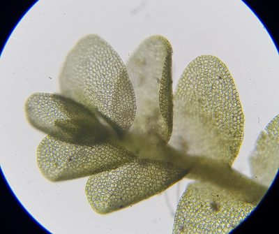 Jungermannia atrovirens, photographed by Helen Waterman