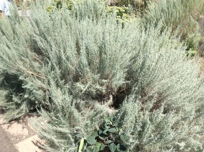 Artemisia filifolia, photographed by Roz Hunter