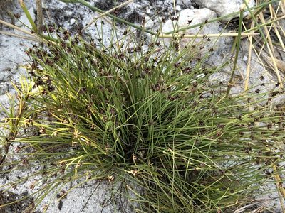 Ficinia lateralis, photographed by Caroline Voget