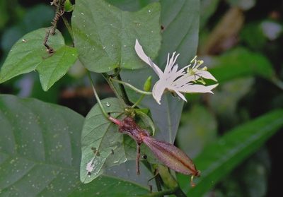 Passiflora capsularis, photographed by Hugo Hulsberg