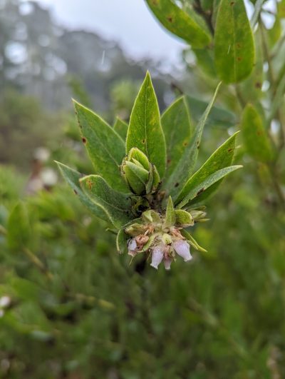 Arctostaphylos virgata, photographed by My-Lan Le