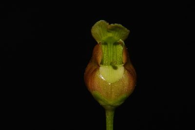 Scrophularia lanceolata, photographed by Brian Finzel