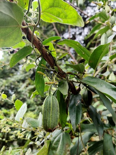Aristolochia indica, photographed by Chayant Gonsalves