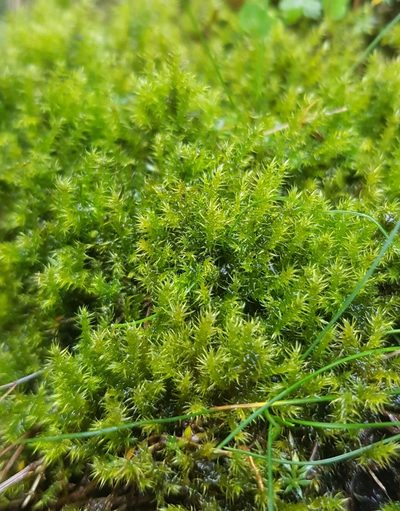 Campylium protensum, photographed by Helen Waterman