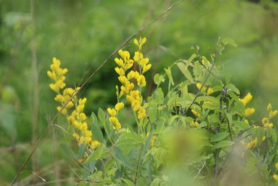 Baptisia sphaerocarpa, photographed by Michael D Fox