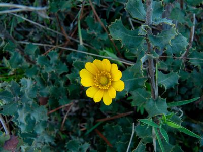 Anemone palmata, photographed by Noa