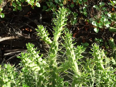 Austrocylindropuntia subulata, photographed by Christian Berg