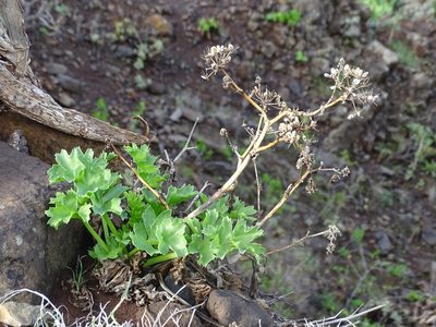 Astydamia latifolia, photographed by Christian Berg