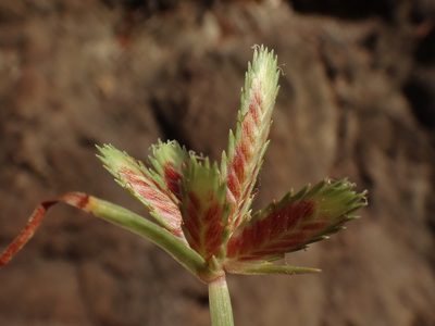 Cyperus rubicundus, photographed by Christian Berg