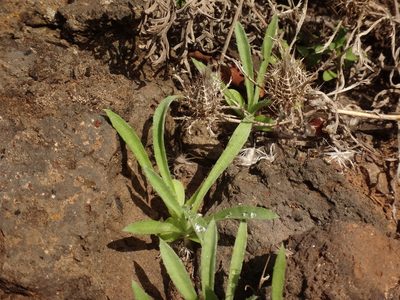 Atractylis cancellata, photographed by Christian Berg