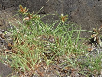Cyperus rubicundus