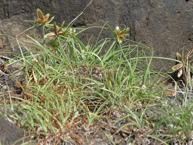 Cyperus rubicundus, photographed by Christian Berg