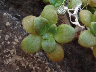 Aeonium lindleyi, photographed by Christian Berg
