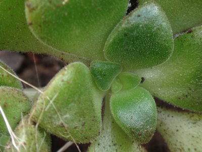 Aeonium lindleyi, photographed by Christian Berg