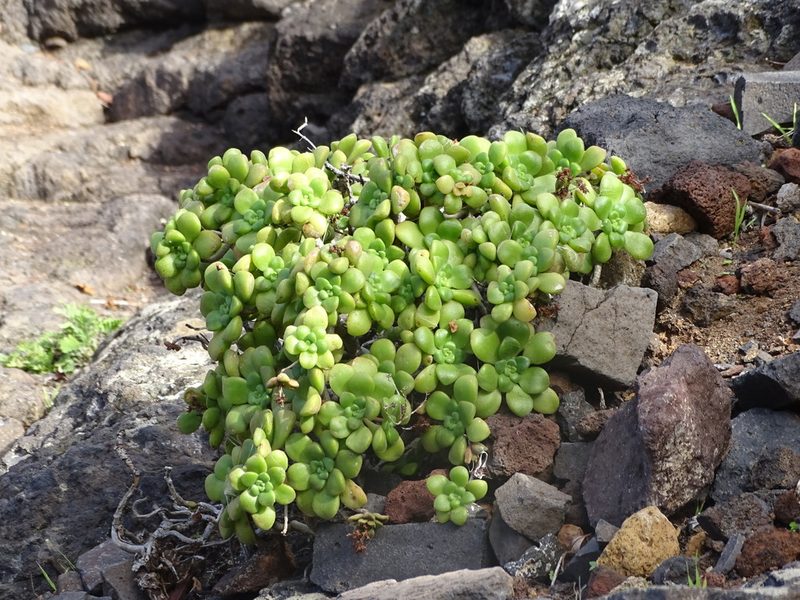 Aeonium lindleyi, photographed by Christian Berg