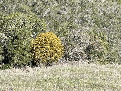 Phoradendron villosum, photographed by Dee Shea Himes