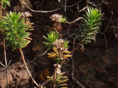 Allagopappus canariensis, photographed by Christian Berg