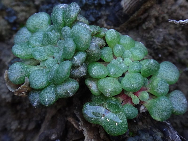 Monanthes brachycaulos, photographed by Christian Berg