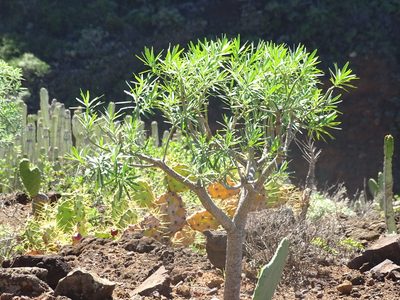 Euphorbia lamarckii, photographed by Christian Berg