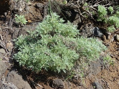 Artemisia thuscula, photographed by Christian Berg