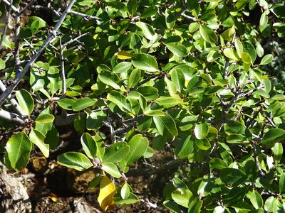 Rhamnus crenulata, photographed by Christian Berg