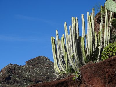 Euphorbia canariensis, photographed by Christian Berg