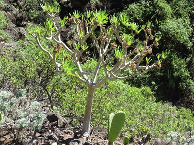 Kleinia neriifolia, photographed by Christian Berg